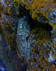 Itapotihyla langsdorffii