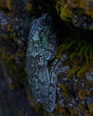 Itapotihyla langsdorffii