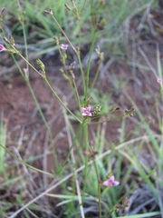 Cordylostigma virgatum