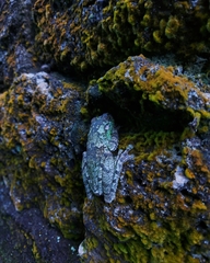 Itapotihyla langsdorffii