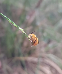 Amegilla bombiformis