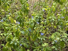 Eranthemum austrosinense