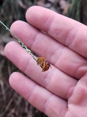 Amegilla bombiformis