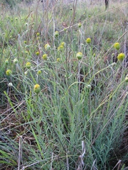 Lasiosiphon sericocephalus