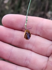 Amegilla bombiformis