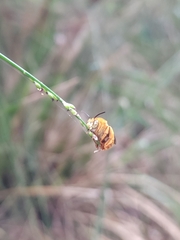 Amegilla bombiformis