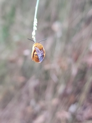 Amegilla bombiformis