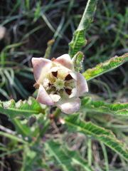 Pachycarpus schinzianus