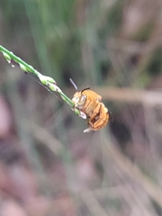 Amegilla bombiformis