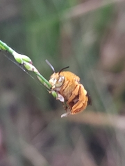 Amegilla bombiformis