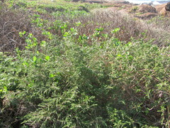 Passerina montivaga