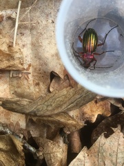 Carabus auronitens