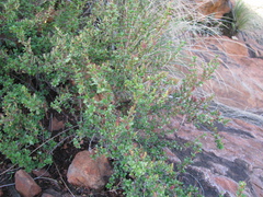 Myrothamnus