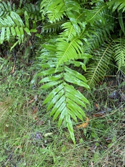 Blechnum minus