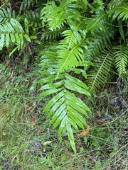Blechnum minus