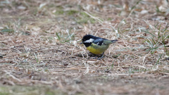 Periparus venustulus
