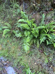 Blechnum minus