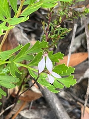 Eriochilus cucullatus