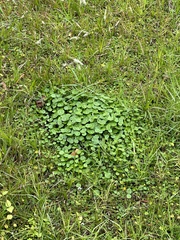 Hydrocotyle sibthorpioides