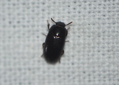 Alphitobius diaperinus
