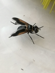 Trichopoda pictipennis