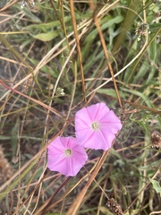 Convolvulus erubescens