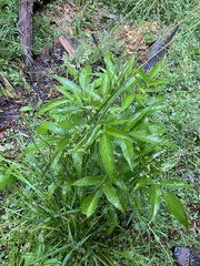 Sambucus australasica