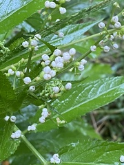 Sambucus australasica
