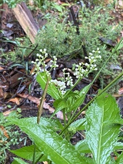 Sambucus australasica