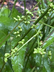 Sambucus australasica