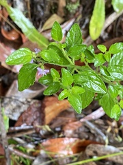 Mentha diemenica