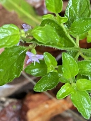 Mentha diemenica