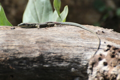 Phoenicolacerta laevis