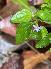 Mentha diemenica
