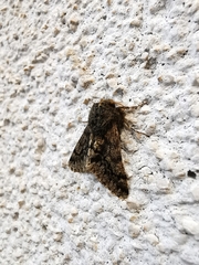 Apocheima hispidaria