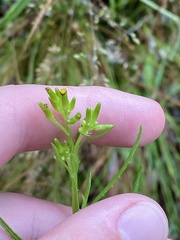 Senecio diaschides