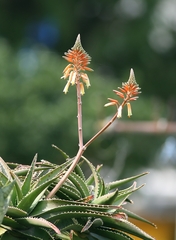 Aloe × delaetii