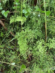 Adiantum aethiopicum