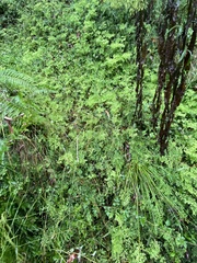 Adiantum aethiopicum