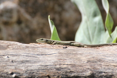 Phoenicolacerta laevis