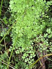Adiantum aethiopicum