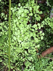 Adiantum aethiopicum