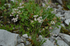 Asperula cynanchica