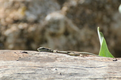 Phoenicolacerta laevis