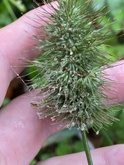 Echinopogon
