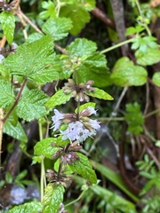 Mentha laxiflora