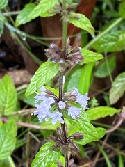 Mentha laxiflora