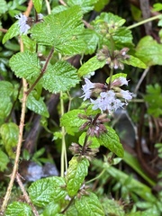 Mentha laxiflora