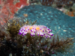 Coryphellina exoptata