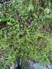 Mentha laxiflora